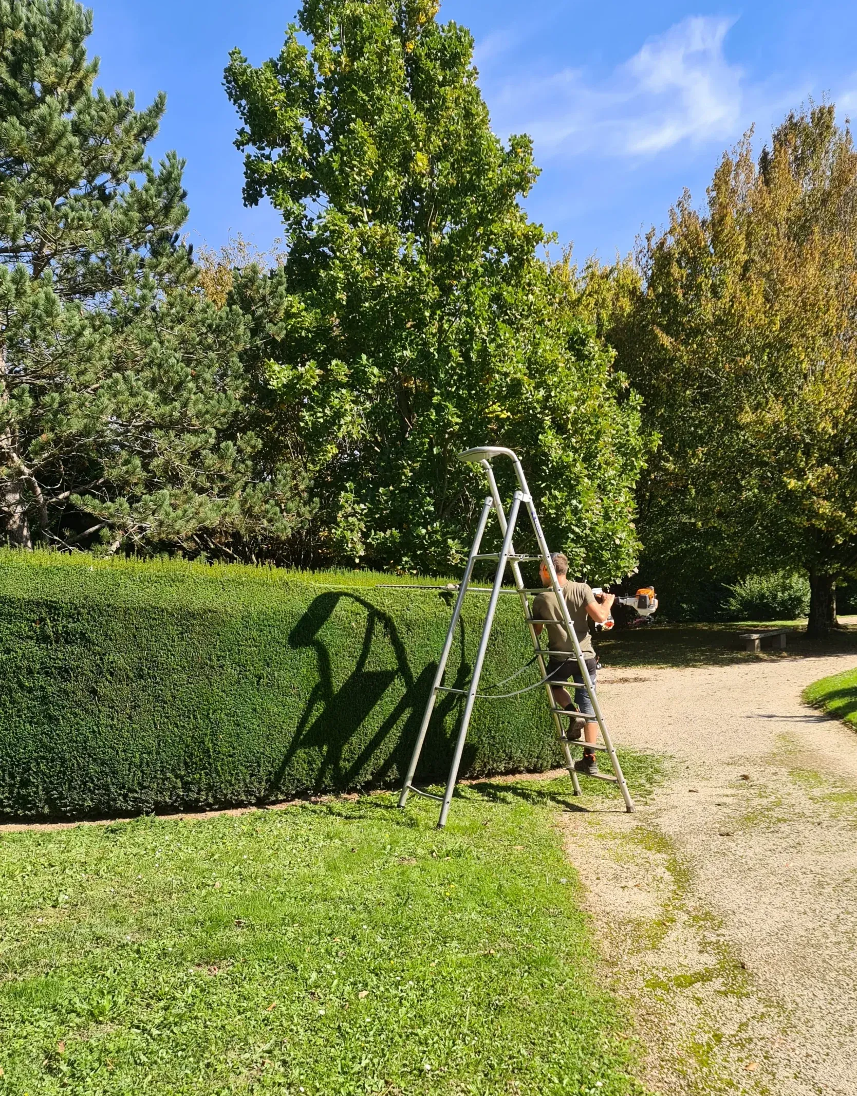 Paysagiste taillant une haie de grande hauteur depuis une échelle – Hortiplan Paysagiste