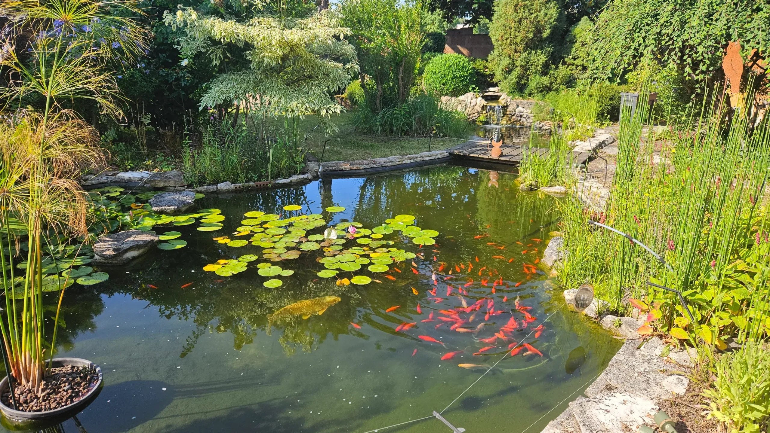 Bassin de jardin planté de nénuphars et de plantes de berge peuplé de poissons rouges – Hortiplan Paysagiste