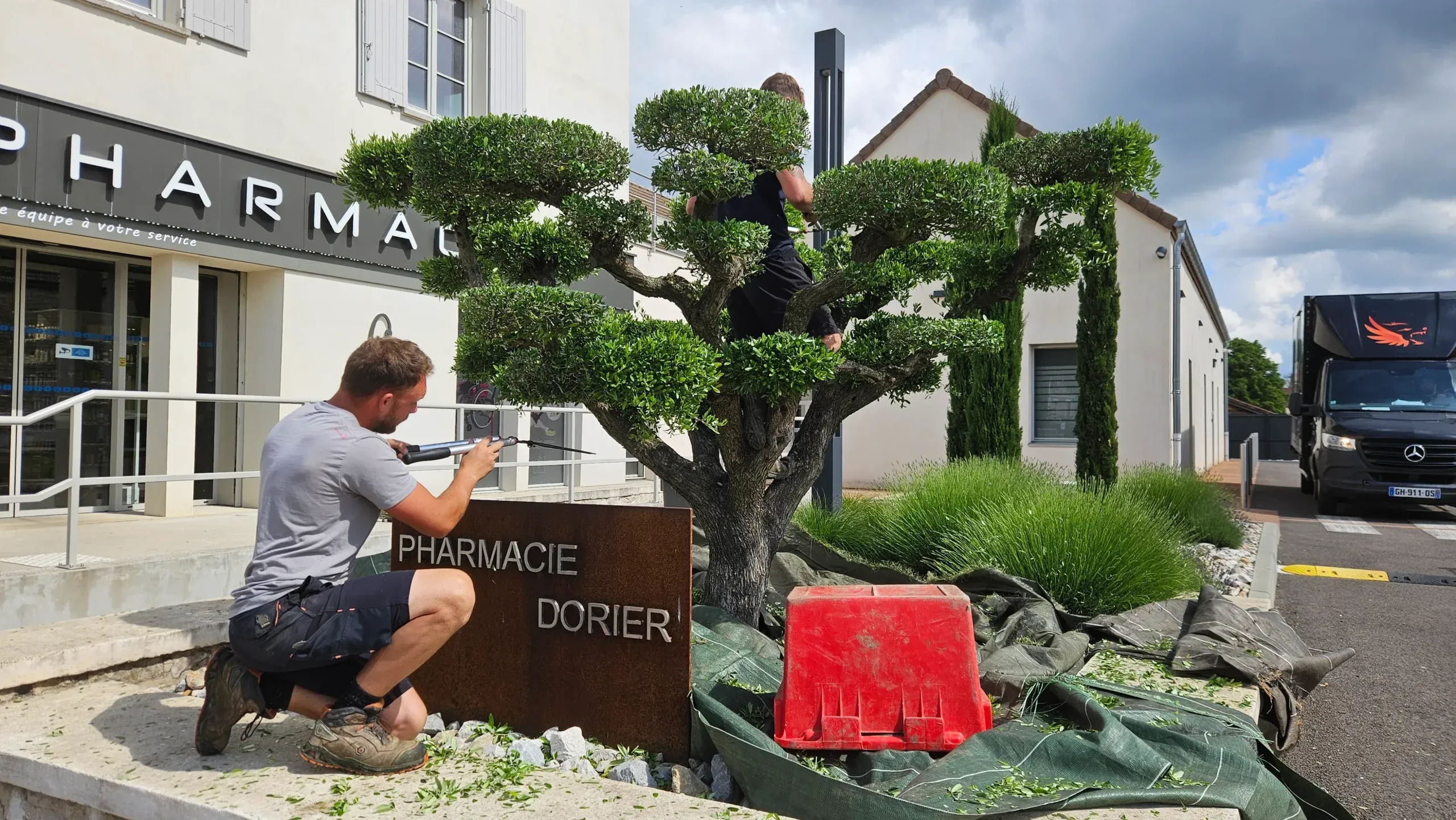Paysagiste taillant un arbre en nuage dans un massif devant une pharmacie – Hortiplan Paysagiste