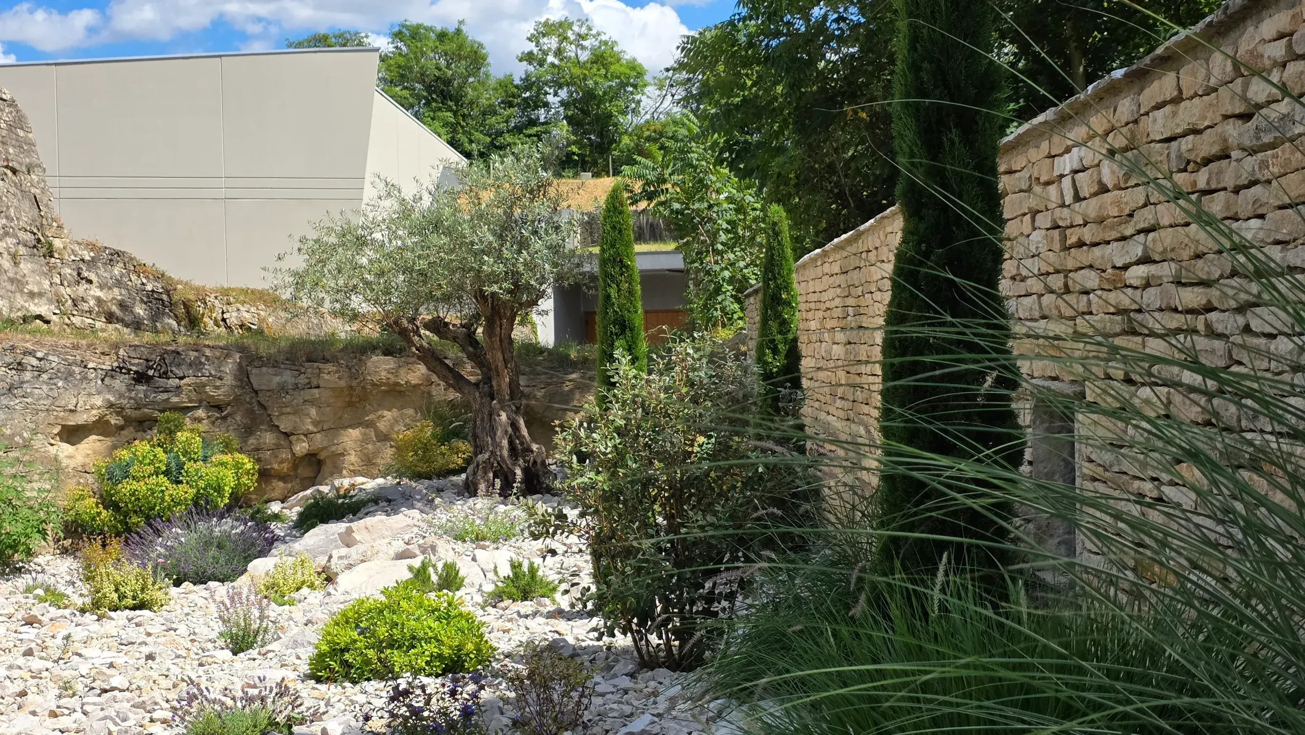 Olivier, cyprès et graminées sur paillage de galets blancs au pied d'un mur en pierre – Hortiplan Paysagiste