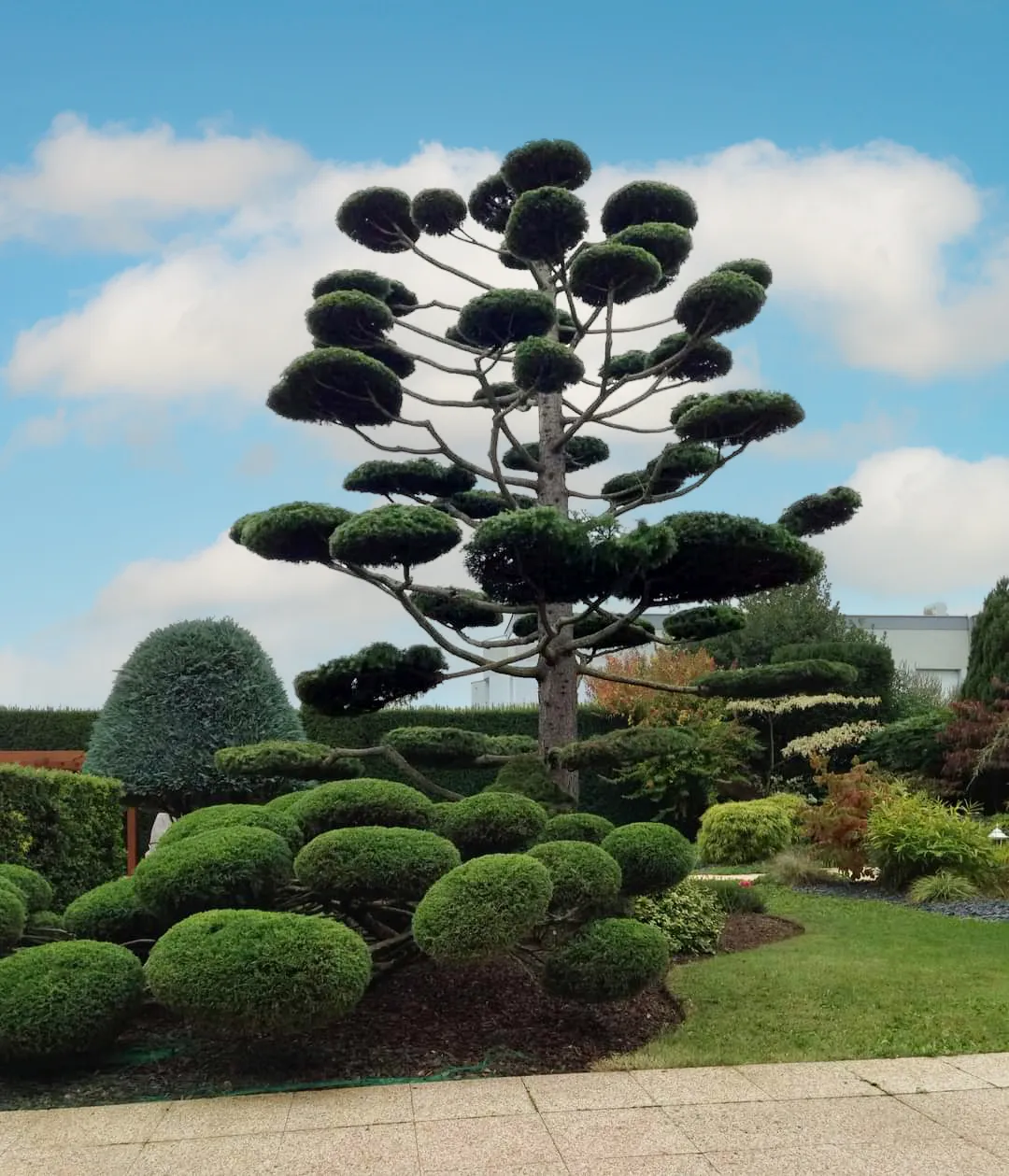 Grand pin taillé en nuage entouré de buis taillés en boules, art topiaire Meursault 21190 – Hortiplan Paysagiste