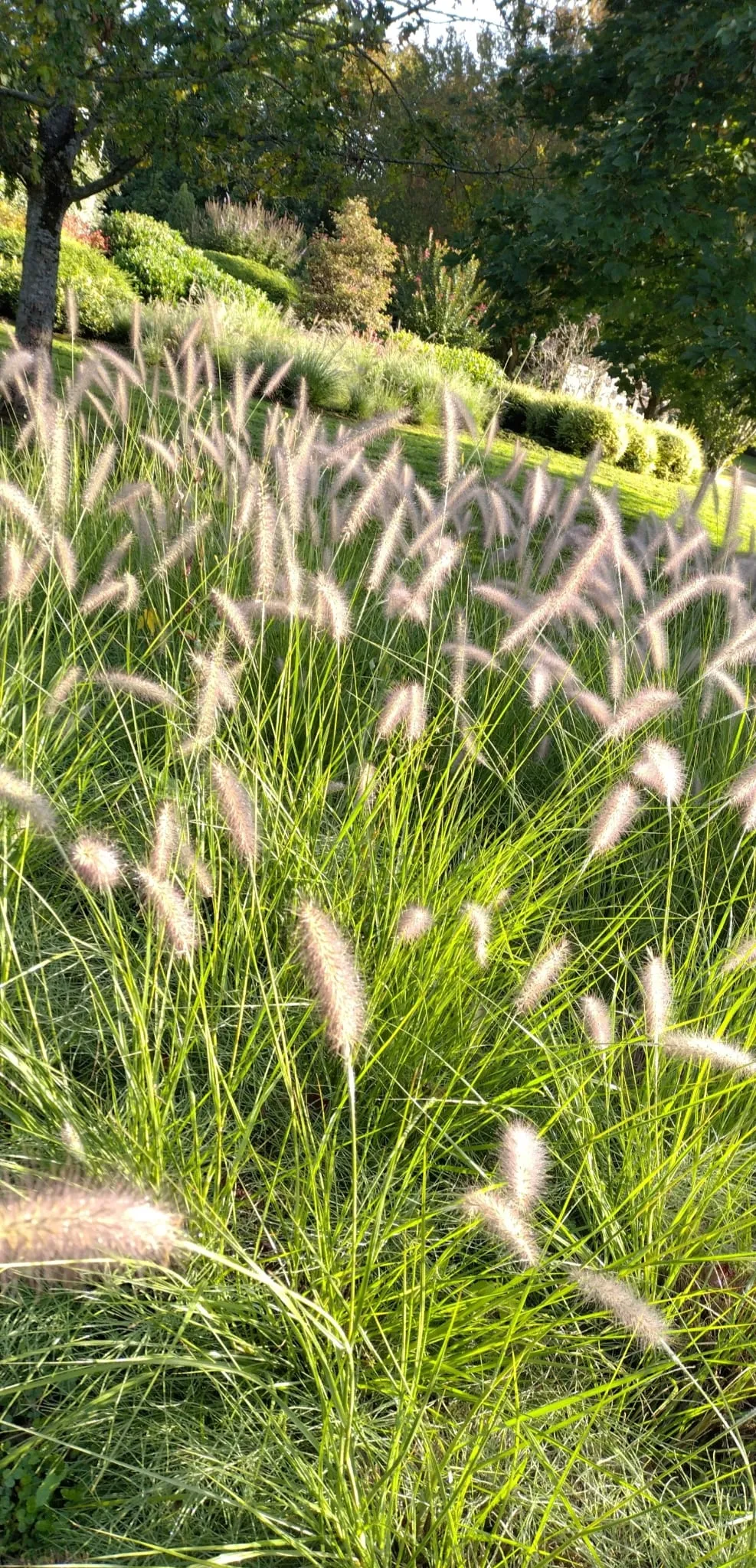 Gros plan sur des graminées ornementales aux épis plumeux dans un massif – Hortiplan Paysagiste