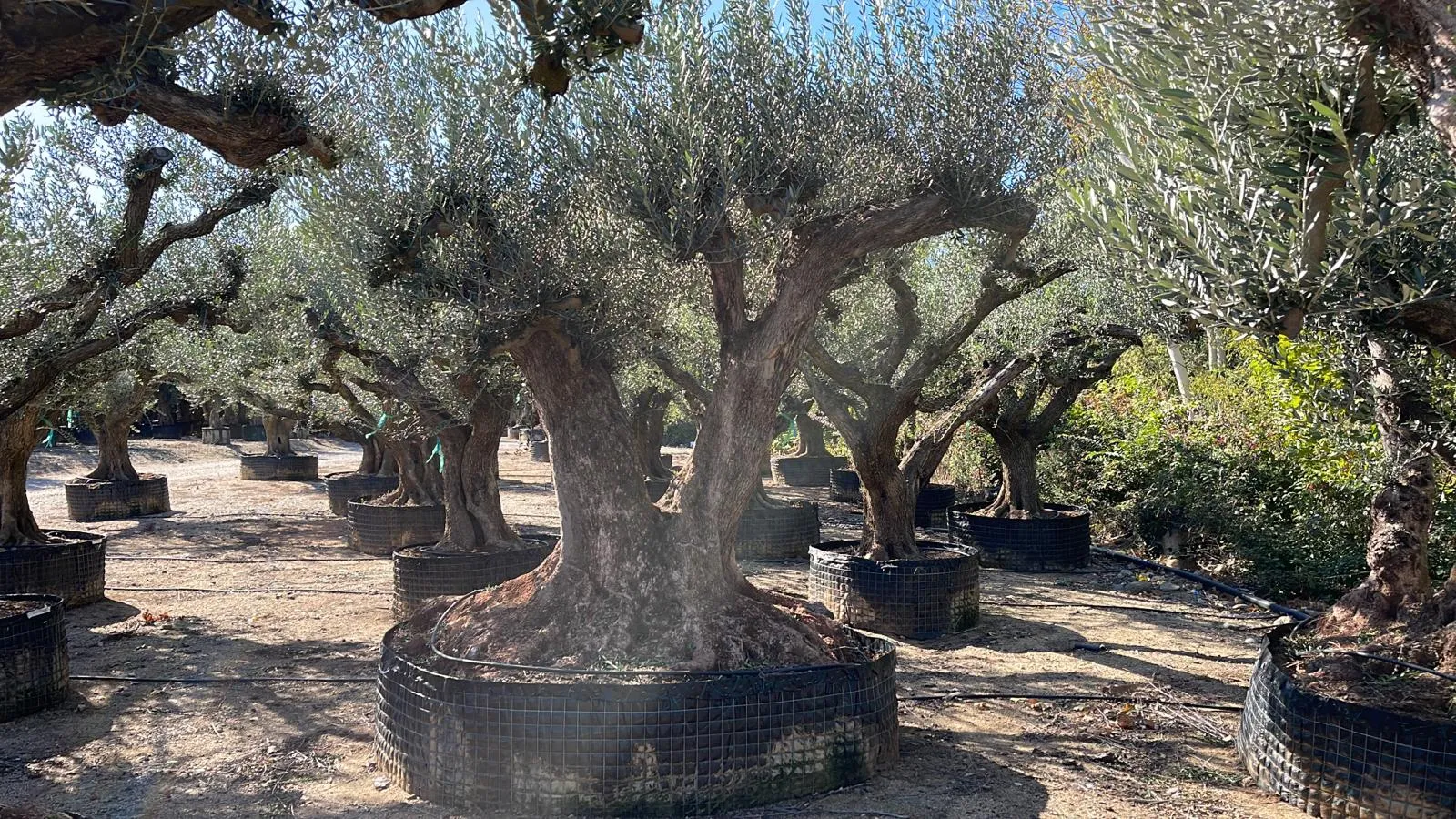 Alignement d'oliviers adultes en conteneur sélectionnés en pépinière – Hortiplan Paysagiste