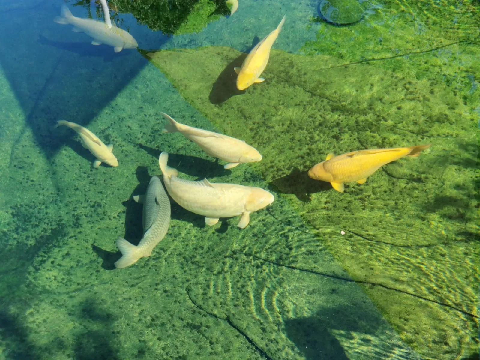 Groupe de carpes koï nageant dans un bassin d'agrément à l'eau claire – Hortiplan Paysagiste