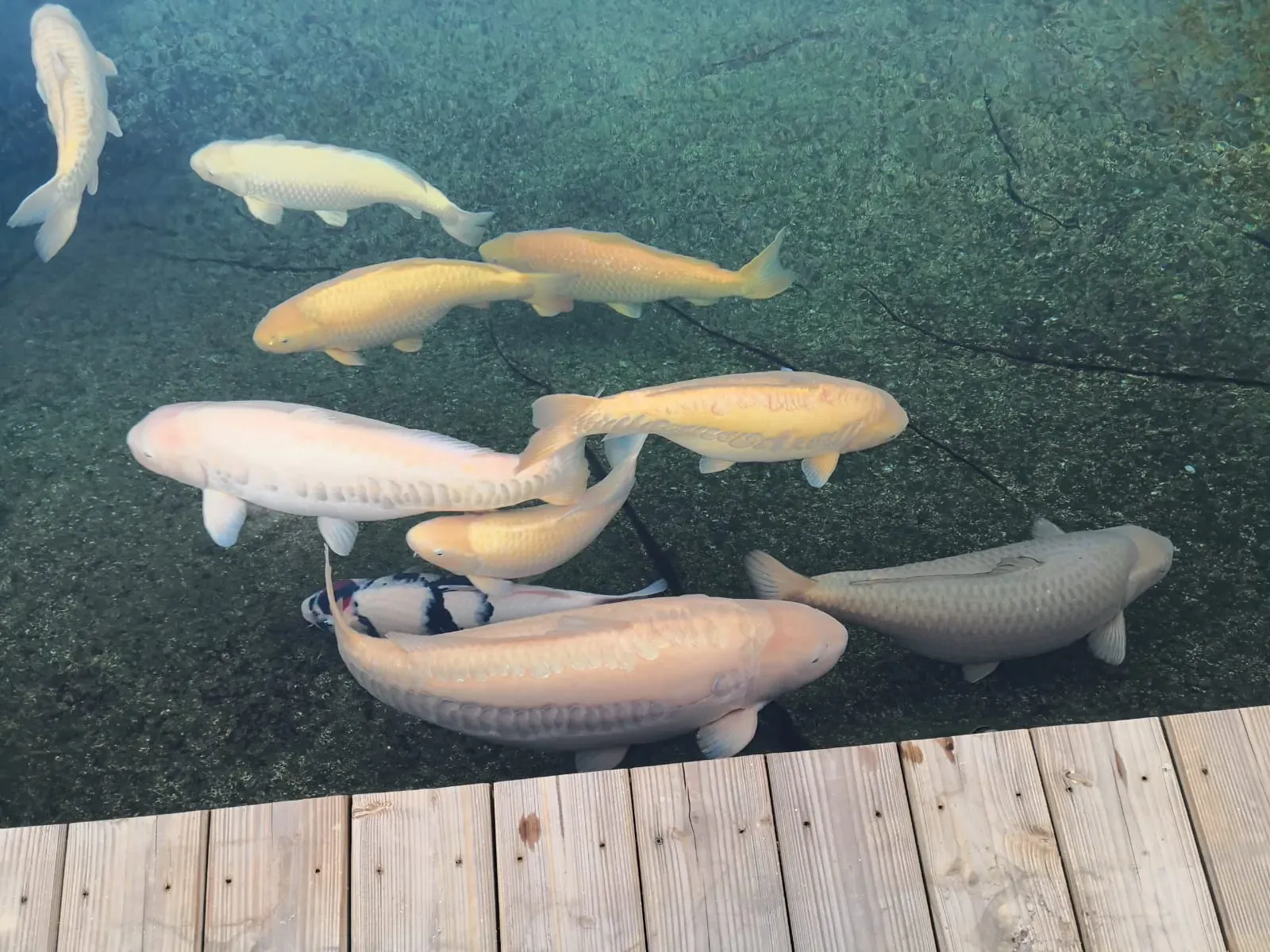 Carpes koï nageant sous un ponton en bois au bord d'un bassin – Hortiplan Paysagiste