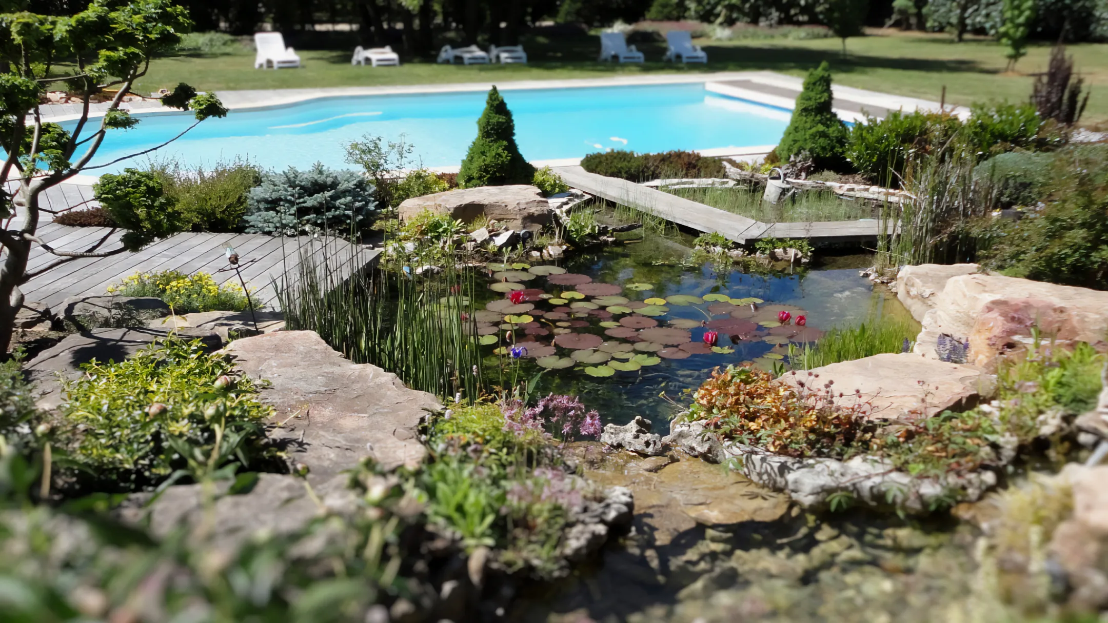 Bassin d'agrément aux berges en pierre planté de nénuphars devant une piscine, création de jardin aquatique – Hortiplan Paysagiste