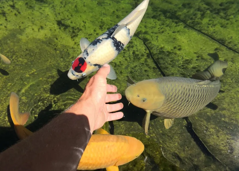 Main nourrissant des carpes koï venues à la surface d'un bassin – Hortiplan Paysagiste