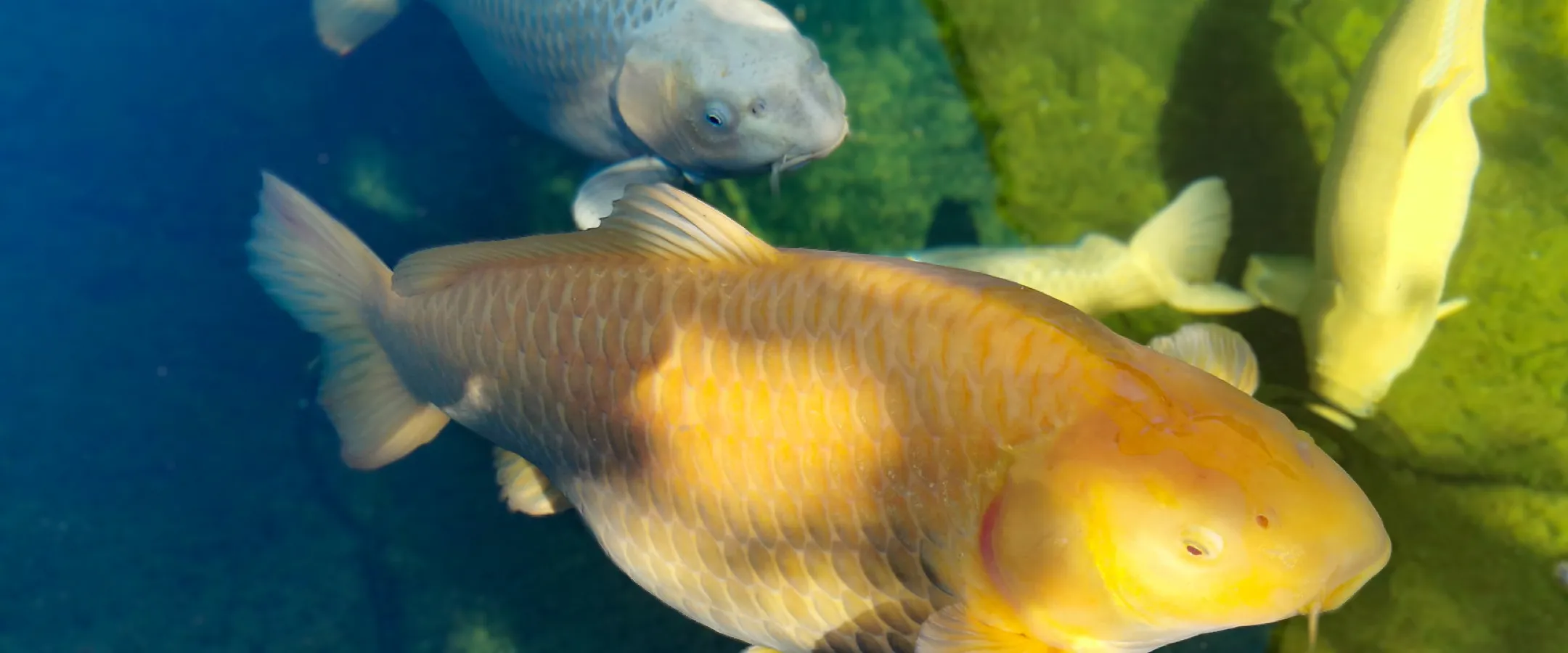 Carpe koï jaune nageant sous la surface d'un bassin d'agrément – Hortiplan Paysagiste